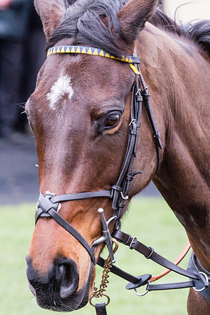 Race Horse